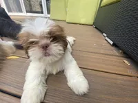 Little Eva, a female Shih Tzu for sale in Troy, MI – 10 of 10
