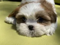Astro, a male Shih Tzu for sale in Troy, MI – 7 of 9