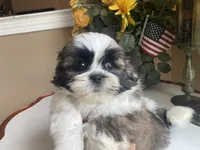 Little Teddy, a male Shih Tzu for sale in Troy, MI – 7 of 10