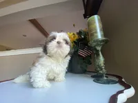 Little Vinny, a male Shih Tzu for sale in Troy, MI – 3 of 9