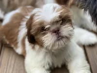 Little Eva, a female Shih Tzu for sale in Troy, MI – 9 of 10