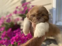 Sweet Bella , a female Shih Tzu for sale in Troy, MI – 4 of 8