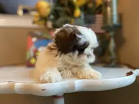 Max, a male Shih Tzu for sale in Troy, MI – Photo 4 of 6