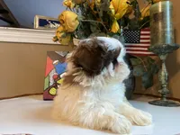 Max, a male Shih Tzu for sale in Troy, MI – Photo 6 of 6