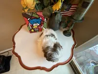 Max, a male Shih Tzu for sale in Troy, MI – Photo 3 of 6