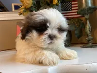 Max, a male Shih Tzu for sale in Troy, MI – Photo 5 of 6