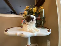 Max, a male Shih Tzu for sale in Troy, MI – Photo 1 of 6