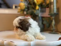 Max, a male Shih Tzu for sale in Troy, MI – Photo 2 of 6