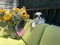 Cupcake, a female Shih Tzu for sale in Troy, MI – 3 of 10