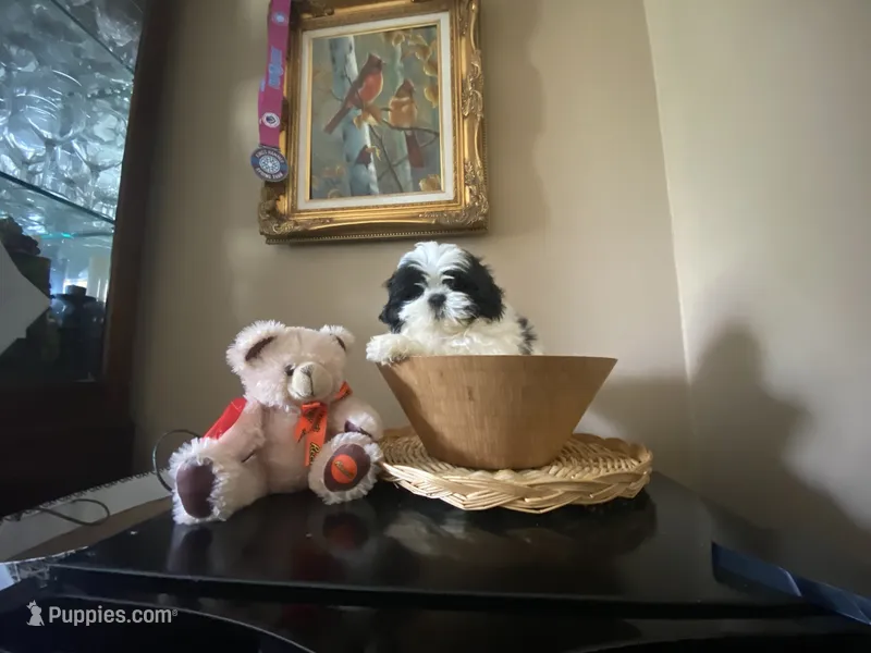 Little Ralp – Shih Tzu puppy for sale in Troy, MI