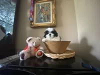 Little Ralp, a male Shih Tzu for sale in Troy, MI – 1 of 10