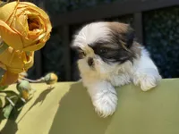 Cupcake, a female Shih Tzu for sale in Troy, MI – 2 of 10