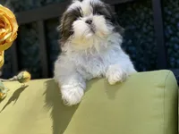 Cupcake, a female Shih Tzu for sale in Troy, MI – 4 of 10