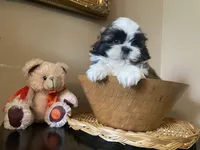 Little Teddy, a male Shih Tzu for sale in Troy, MI – 8 of 10