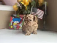 Little JOY 💙🌟, a male Shih Tzu for sale in Troy, MI – Photo 5 of 9