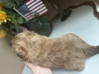 Little JOY 💙🌟, a male Shih Tzu for sale in Troy, MI – Photo 2 of 9