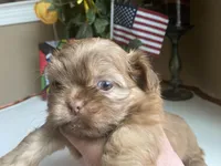 Little JOY 💙🌟, a male Shih Tzu for sale in Troy, MI – Photo 9 of 9