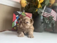 Little JOY 💙🌟, a male Shih Tzu for sale in Troy, MI – Photo 3 of 9