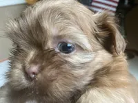 Little JOY 💙🌟, a male Shih Tzu for sale in Troy, MI – Photo 8 of 9