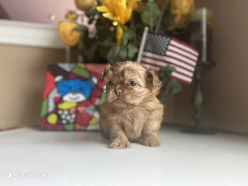 Little JOY 💙🌟, a male Shih Tzu for sale in Troy, MI – Photo 1 of 9