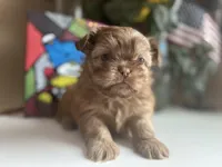 Little JOY 💙🌟, a male Shih Tzu for sale in Troy, MI – Photo 4 of 9