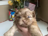 Little JOY 💙🌟, a male Shih Tzu for sale in Troy, MI – Photo 7 of 9