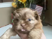 Little JOY 💙🌟, a male Shih Tzu for sale in Troy, MI – Photo 6 of 9