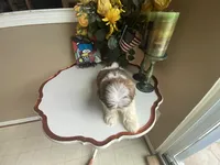 Little Eva, a female Shih Tzu for sale in Troy, MI – 3 of 8
