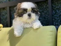 Cupcake, a female Shih Tzu for sale in Troy, MI – 8 of 10