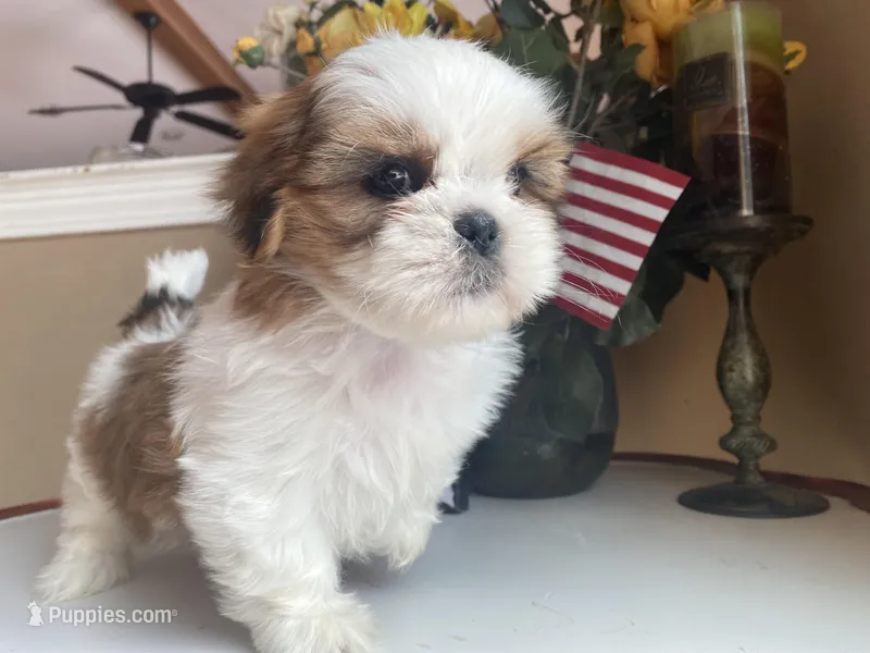 Little Coco 🩷🌟, a female Shih Tzu for sale in Troy, MI – Photo 1 of 8