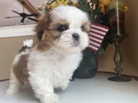 Little Coco 🩷🌟, a female Shih Tzu for sale in Troy, MI – Photo 1 of 8