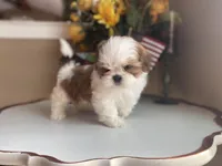 Little Coco 🩷🌟, a female Shih Tzu for sale in Troy, MI – Photo 2 of 8