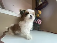 Little Coco 🩷🌟, a female Shih Tzu for sale in Troy, MI – Photo 6 of 8