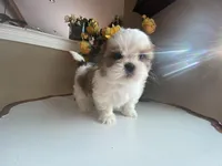 Little Coco 🩷🌟, a female Shih Tzu for sale in Troy, MI – Photo 7 of 8