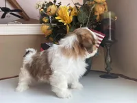 Little Coco 🩷🌟, a female Shih Tzu for sale in Troy, MI – Photo 4 of 8