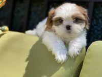Astro, a male Shih Tzu for sale in Troy, MI – 8 of 9