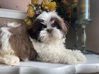 Little Eva, a female Shih Tzu for sale in Troy, MI – 8 of 8