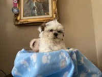 Little Romeo, a male Shih Tzu for sale in Troy, MI – 5 of 10