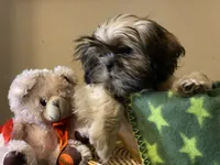 Little Lucky, a male Shih Tzu for sale in Troy, MI – 2 of 10
