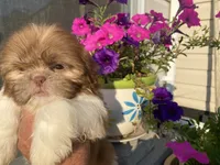 Sweet Bella , a female Shih Tzu for sale in Troy, MI – 5 of 8