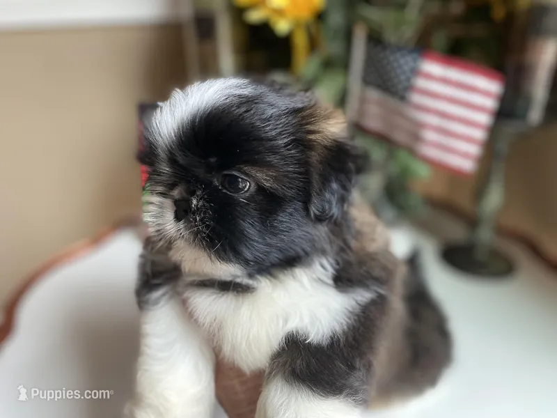 Ralph, a male Shih Tzu for sale in Troy, MI – Photo 1 of 10