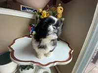 Ralph, a male Shih Tzu for sale in Troy, MI – Photo 4 of 10