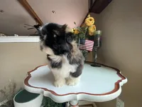 Ralph, a male Shih Tzu for sale in Troy, MI – Photo 2 of 10