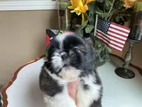 Ralph, a male Shih Tzu for sale in Troy, MI – Photo 7 of 10