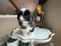 Ralph, a male Shih Tzu for sale in Troy, MI – Photo 3 of 10