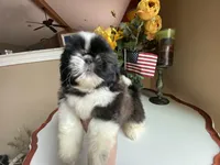 Ralph, a male Shih Tzu for sale in Troy, MI – Photo 8 of 10