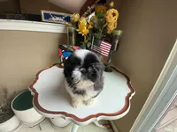 Ralph, a male Shih Tzu for sale in Troy, MI – Photo 9 of 10