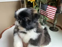 Ralph, a male Shih Tzu for sale in Troy, MI – Photo 5 of 10