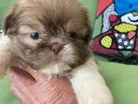Bella, a female Shih Tzu for sale in Troy, MI – 1 of 10