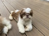 Little Eva, a female Shih Tzu for sale in Troy, MI – 6 of 10